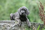 CANE CORSO 1134
